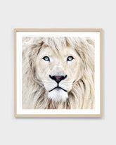 WINTER LION BLONDE | FRAMED PRINT