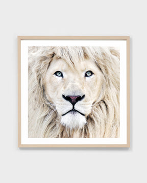 WINTER LION BLONDE | FRAMED PRINT