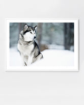 The Arctic Husky is a stunning photographic framed print that will make a statement in any kid's space.

This print comes with a white (unprinted) 5.5cm border on all sides around the artwork, a timber frame, glass, and an engineered wood backing.