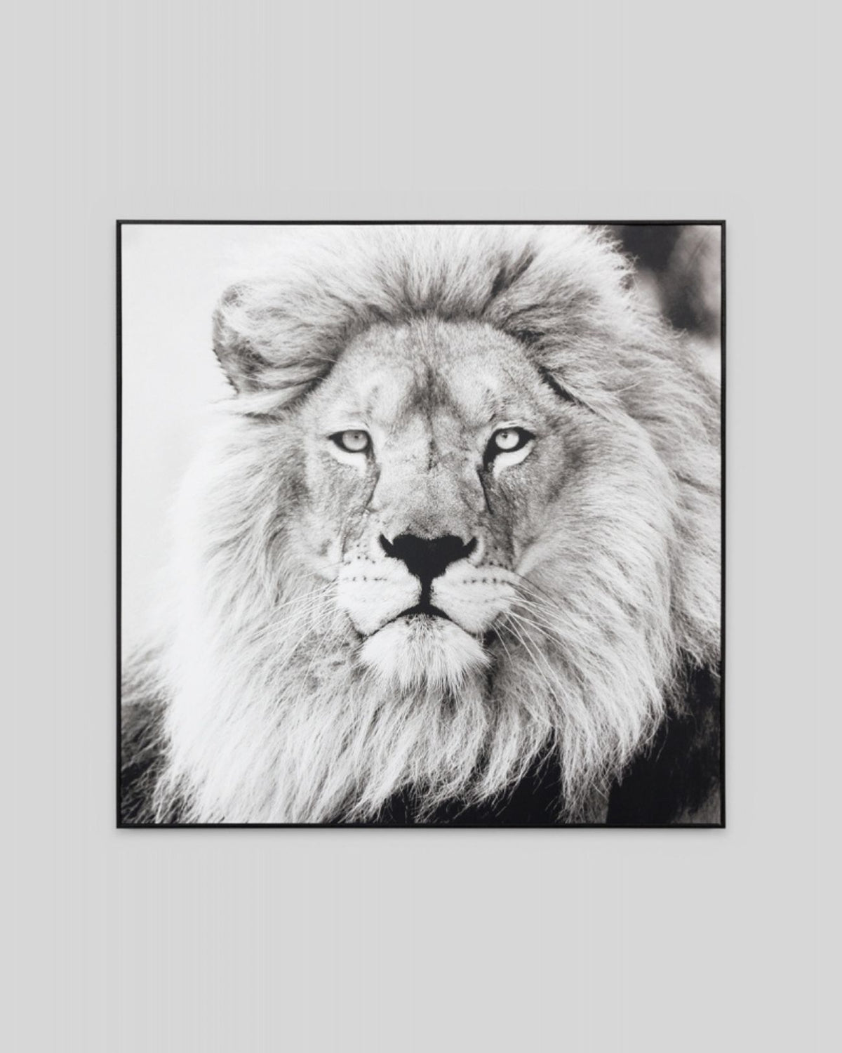 The Black Lion is a photographic print on stretched canvas framed in a thin black textured frame will make a statement in any kid's room.  Stretched cotton blend canvas, black textured synthetic outer frame, pine stretcher backing frame.